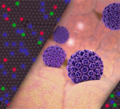 illustration_AN_virus illustration_AN_HPV.PNG