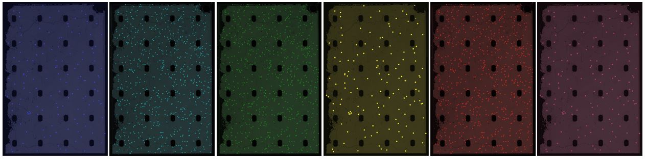 Fluorophoressmall