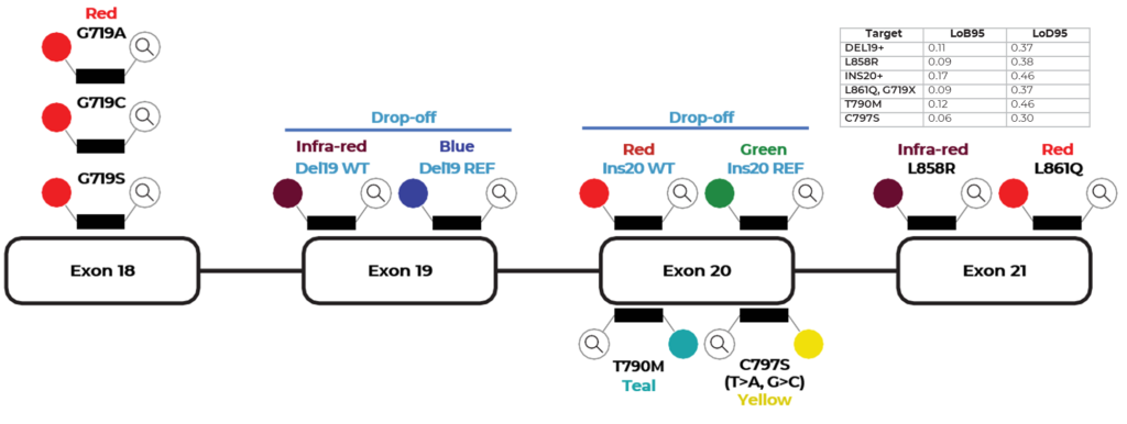 EGFR 6-color Kit detection design