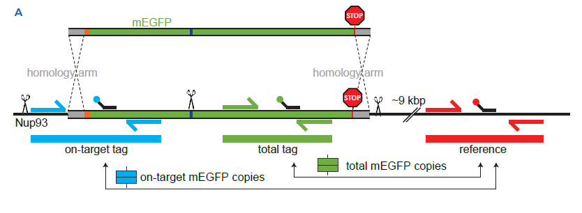 Fig1A