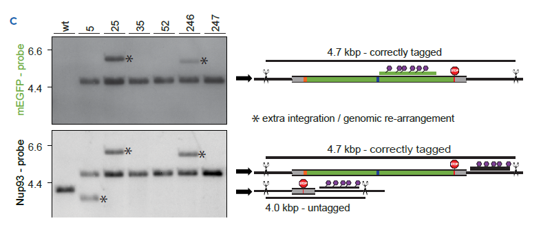 Fig1C