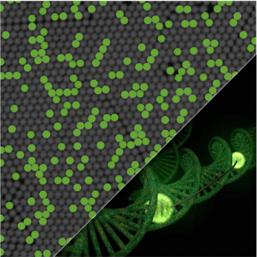 Crystal Digital PCR Using EvaGreen