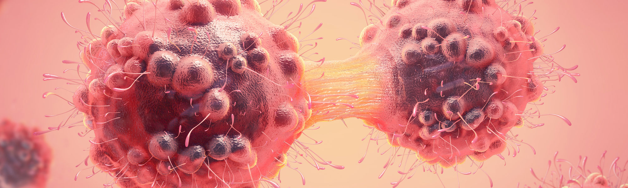 3d illustration of a cancer cell in the process of mitosis